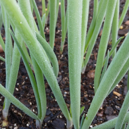White Egyptian walking onion new green shoots emerging in early spring